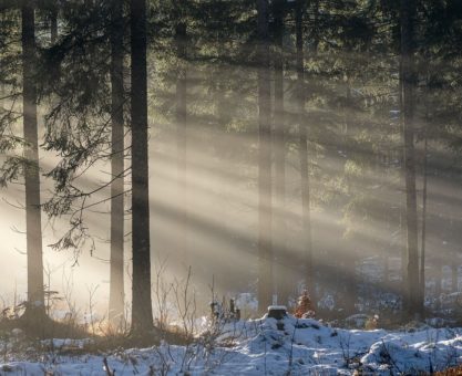 forest, trees, sunbeams