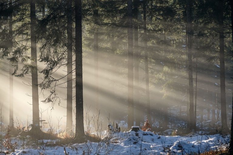 forest, trees, sunbeams