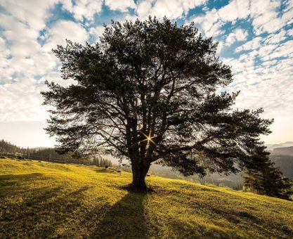 meadow, tree, sunrise