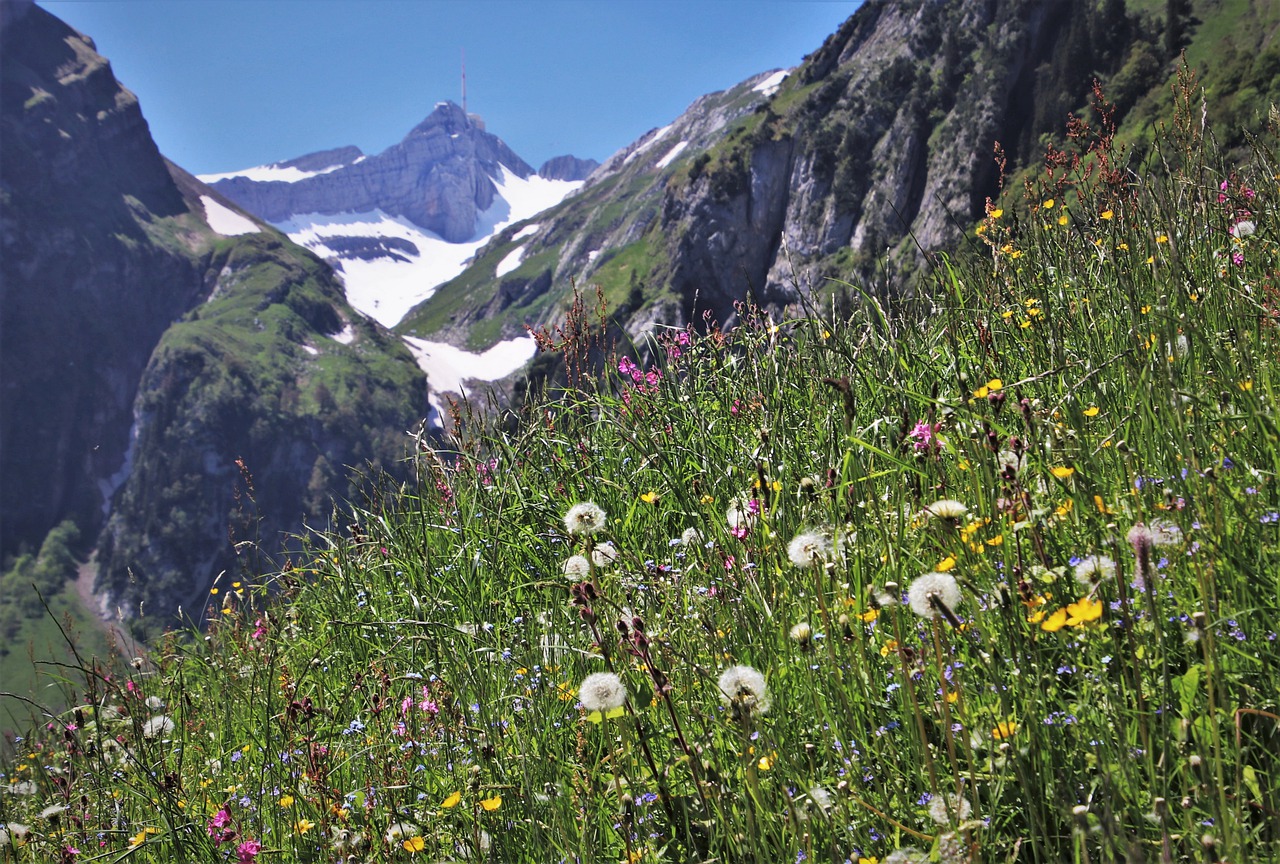 wild flowers, meadows, mountains